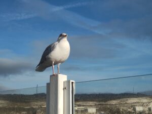 Seagull at Calais